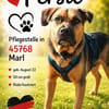Persil - lieb, ruhig & verschmust