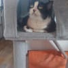 Seniorin Püppi sucht ein liebevolles Zuhause