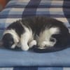 Seniorin Püppi sucht ein liebevolles Zuhause