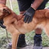 Lilly - sanfte, angenehme Hündin