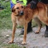 Lilly - sanfte, angenehme Hündin