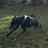 Verspielter Odin
