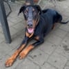 Enzo -liebt es zu kuscheln,ist verspielt