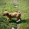 Zenni  kleine Hündin, großes Glück gesucht