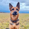 Gwen - ist sehr aktiv&intelligent
