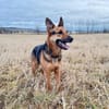 Gwen - ist sehr aktiv&intelligent