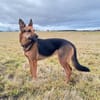 Gwen - ist sehr aktiv&intelligent