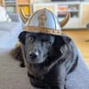 Dio - ein Familienhund