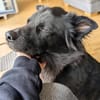 Dio - ein Familienhund
