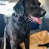 anhänglicher Ole, Labrador in klein, nur ca. 46 cm hoch