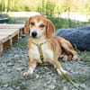 Storm sucht liebevolle Familie...