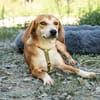 Storm sucht liebevolle Familie...