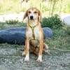 Storm sucht liebevolle Familie...