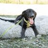 Mylo sucht sein zu Hause