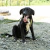 Mylo sucht sein zu Hause