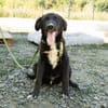 Mylo sucht sein zu Hause