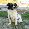 Maglino sucht sein für immer zu Hause...