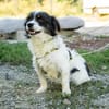 Maglino sucht sein für immer zu Hause...