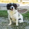 Maglino sucht sein für immer zu Hause...