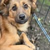 Hazel sucht liebevolle Familie...