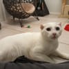 COTON