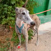 ARGOS (Animalea)