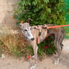 ARGOS (Animalea)
