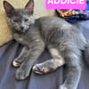 ADDICIE ET HÉMÉRA À ADOPTER ENSEMBLE