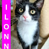 FILONNA A ADOPTER EN DUO AVEC PISTON OU SEUL SI DÉJÀ UN CHAT PRÉSENT CHEZ VOUS