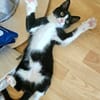 FILONNA A ADOPTER EN DUO AVEC PISTON OU SEUL SI DÉJÀ UN CHAT PRÉSENT CHEZ VOUS