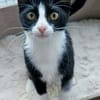 FILONNA A ADOPTER EN DUO AVEC PISTON OU SEUL SI DÉJÀ UN CHAT PRÉSENT CHEZ VOUS