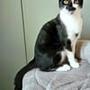 PISTON A ADOPTÉ AVEC FILONNA OU SEUL SI DÉJÀ UN CHAT PRÉSENT CHEZ VOUS