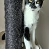 PISTON A ADOPTÉ AVEC FILONNA OU SEUL SI DÉJÀ UN CHAT PRÉSENT CHEZ VOUS