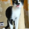 PISTON A ADOPTÉ AVEC FILONNA OU SEUL SI DÉJÀ UN CHAT PRÉSENT CHEZ VOUS