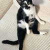 PISTON A ADOPTÉ AVEC FILONNA OU SEUL SI DÉJÀ UN CHAT PRÉSENT CHEZ VOUS