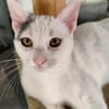 liebe Jungkatze Pim