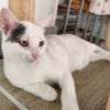liebe Jungkatze Pim