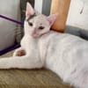 liebe Jungkatze Pim