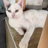 liebe Jungkatze Pim