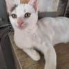 liebe Jungkatze Pim