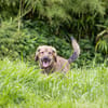 Biene💕menschenbezogenes und hundefreundliches Hundemädchen