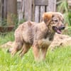 Biene💕menschenbezogenes und hundefreundliches Hundemädchen