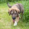 Biene💕menschenbezogenes und hundefreundliches Hundemädchen