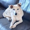 Lenny ❤ wartet in 45239 Essen , Gnadenplatz gesucht