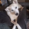 Lenny ❤ wartet in 45239 Essen , Gnadenplatz gesucht