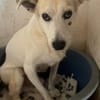 Lenny ❤ wartet in 45239 Essen , Gnadenplatz gesucht