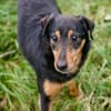 SKIBBY - Charmanter Schmusehund sucht seine Menschen