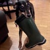 SKIBBY - Charmanter Schmusehund sucht seine Menschen