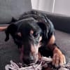 SKIBBY - Charmanter Schmusehund sucht seine Menschen