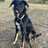 Traumhund Milan sucht seine Menschen